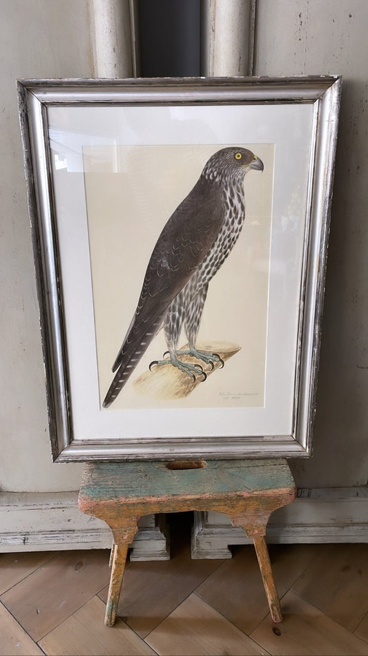 Framed Bird Print - Gyrfalcon by Olof Rudbeck the Younger - Bon Ton goods