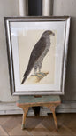 Framed Bird Print - Gyrfalcon by Olof Rudbeck the Younger - Bon Ton goods