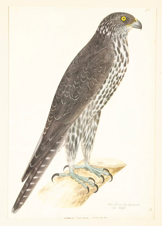 Framed Bird Print - Gyrfalcon by Olof Rudbeck the Younger - Bon Ton goods