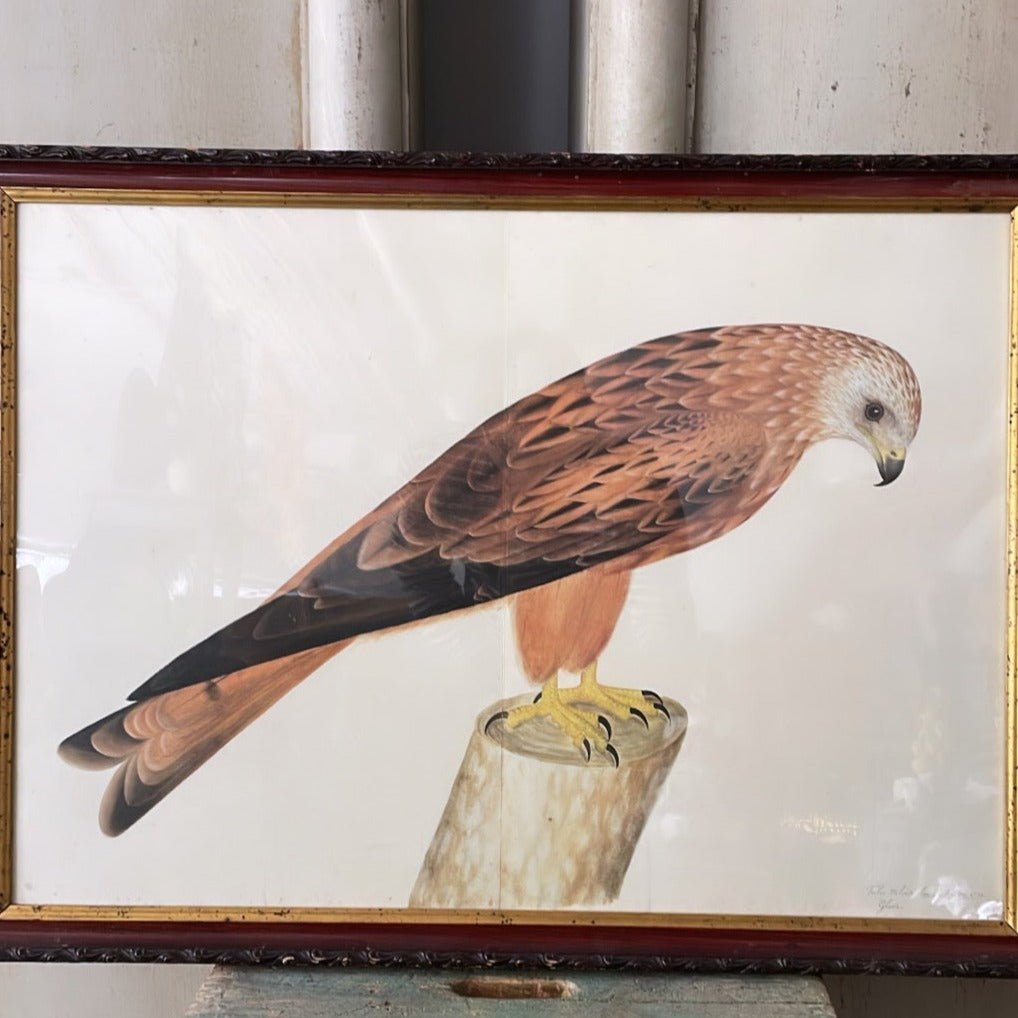 Framed Bird Print – Red Kite by Olof Rudbeck the Younger - Bon Ton goods