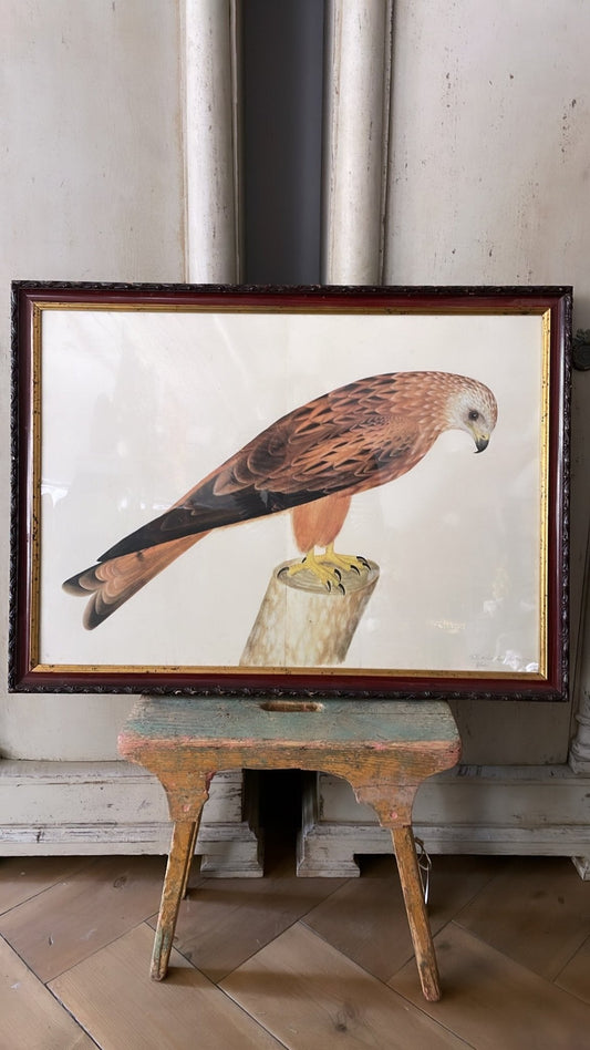 Framed Bird Print – Red Kite by Olof Rudbeck the Younger - Bon Ton goods