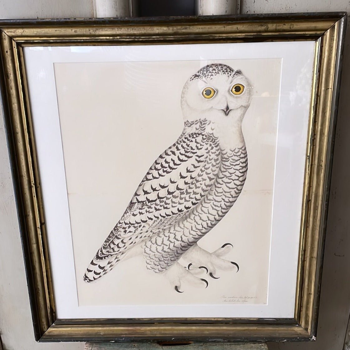 Framed Bird Print – Snowy Owl by Olof Rudbeck the Younger - Bon Ton goods