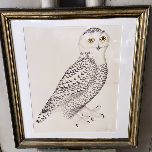 Framed Bird Print – Snowy Owl by Olof Rudbeck the Younger - Bon Ton goods