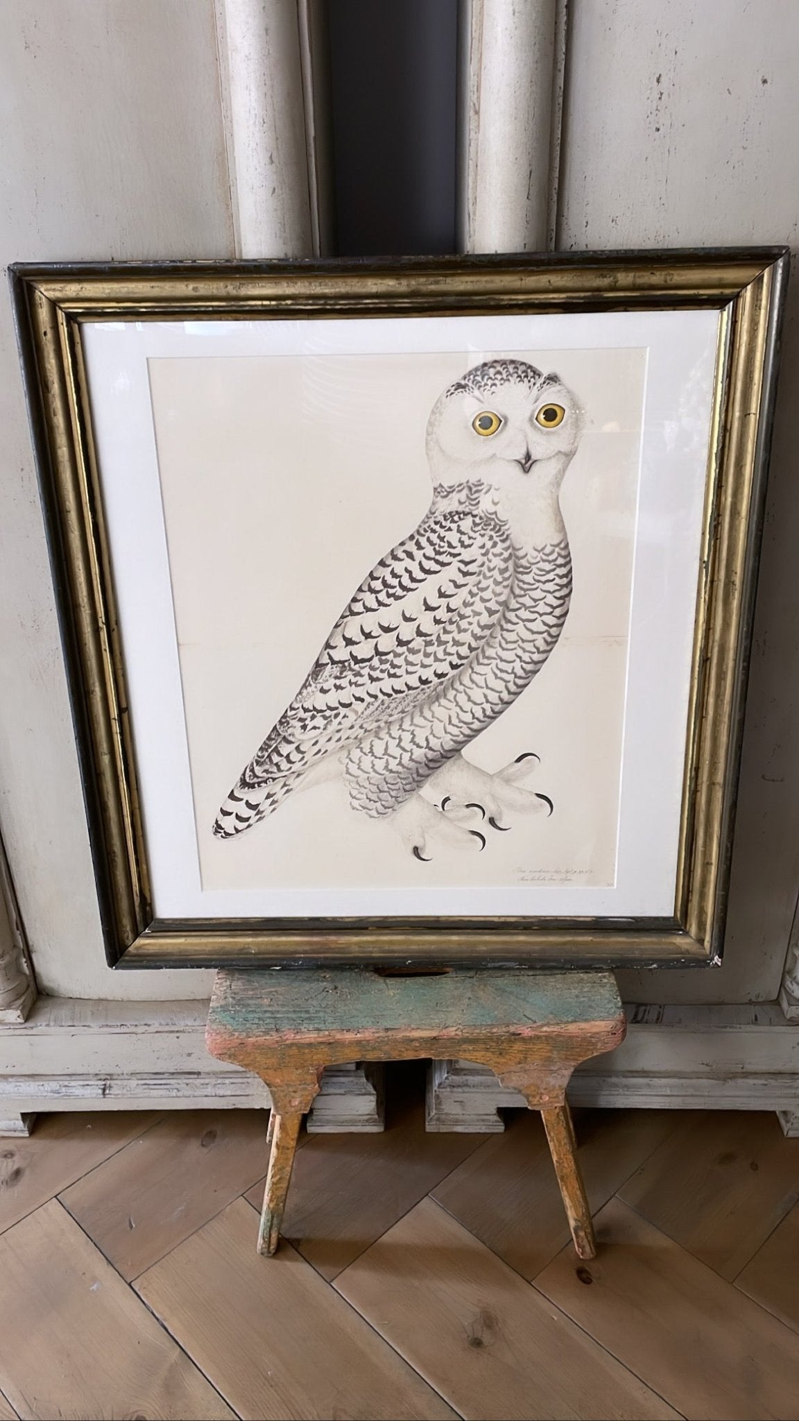 Framed Bird Print – Snowy Owl by Olof Rudbeck the Younger - Bon Ton goods