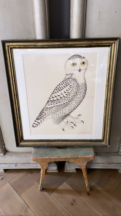 Framed Bird Print – Snowy Owl by Olof Rudbeck the Younger - Bon Ton goods