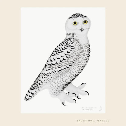Framed Bird Print – Snowy Owl by Olof Rudbeck the Younger - Bon Ton goods