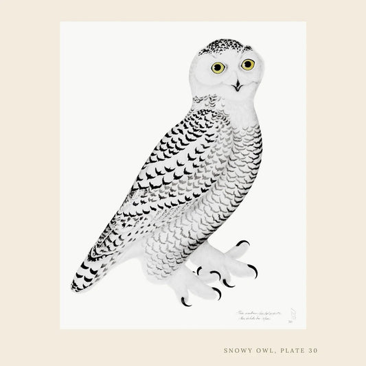 Framed Bird Print – Snowy Owl by Olof Rudbeck the Younger - Bon Ton goods