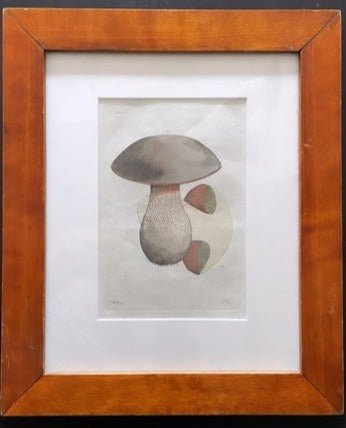 Framed Etching of Mushroom - Antique - Bon Ton goods