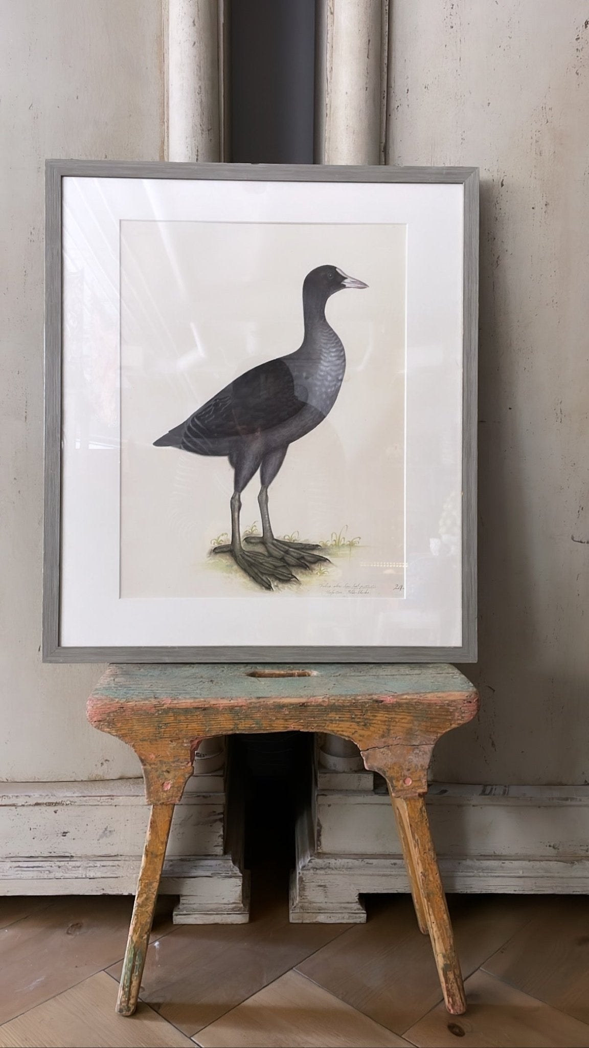 Framed Eurasian Coot Print, Plate 24 | Olof Rudbeck the Younger - Bon Ton goods