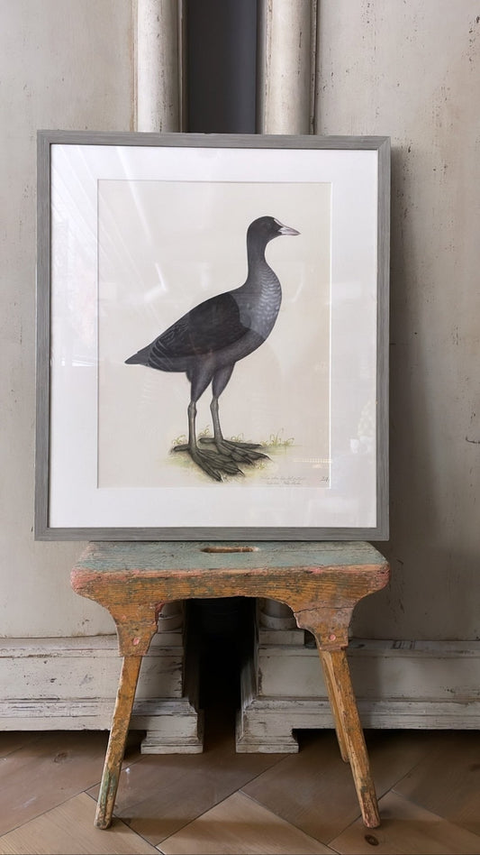 Framed Eurasian Coot Print, Plate 24 | Olof Rudbeck the Younger - Bon Ton goods