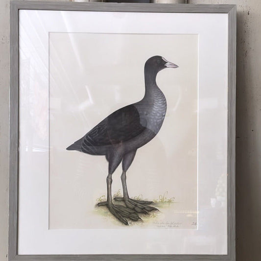 Framed Eurasian Coot Print, Plate 24 | Olof Rudbeck the Younger - Bon Ton goods
