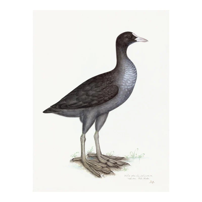 Framed Eurasian Coot Print, Plate 24 | Olof Rudbeck the Younger - Bon Ton goods