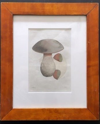 Framed Swedish Botanical Mushroom Etching, Hand-Colored - Bon Ton goods