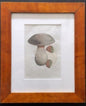 Framed Swedish Botanical Mushroom Etching, Hand-Colored - Bon Ton goods