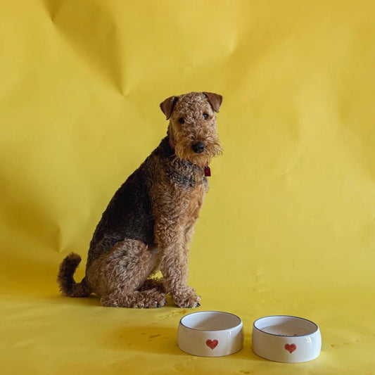 Hedda Dog Bowl - NojiNoji - Bon Ton goods