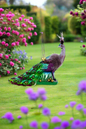 Imperial Peacock - Purple Christmas Ornament - Bon Ton goods