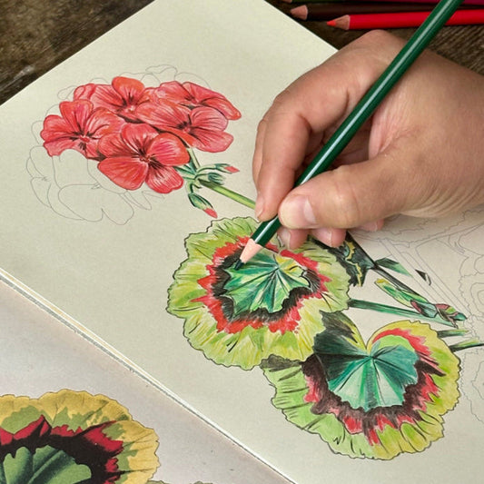 Colouring a red geranium illustration in John Derian Colouring Book: Flowers
