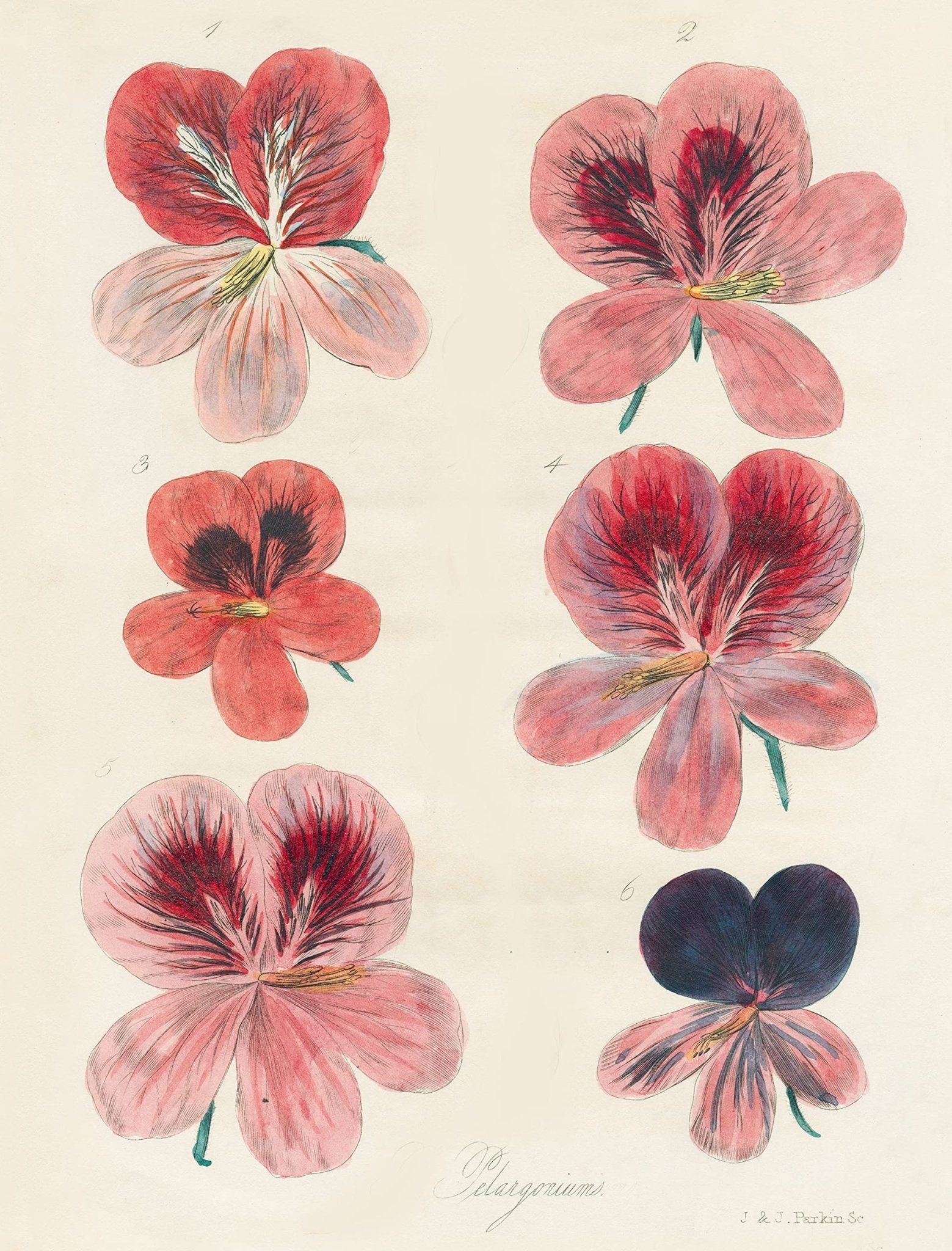 John Derian Gift Wrap and Gift Tags | John Derian - Bon Ton goods