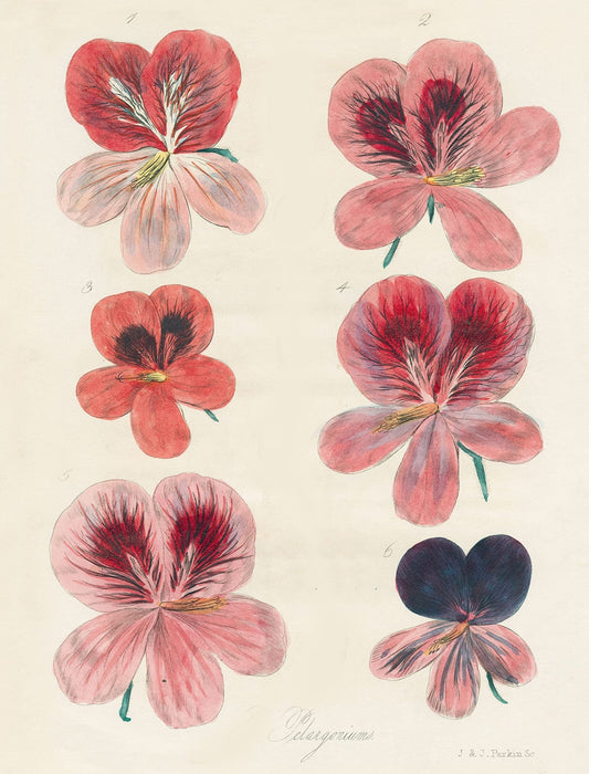 John Derian Gift Wrap and Gift Tags | John Derian - Bon Ton goods