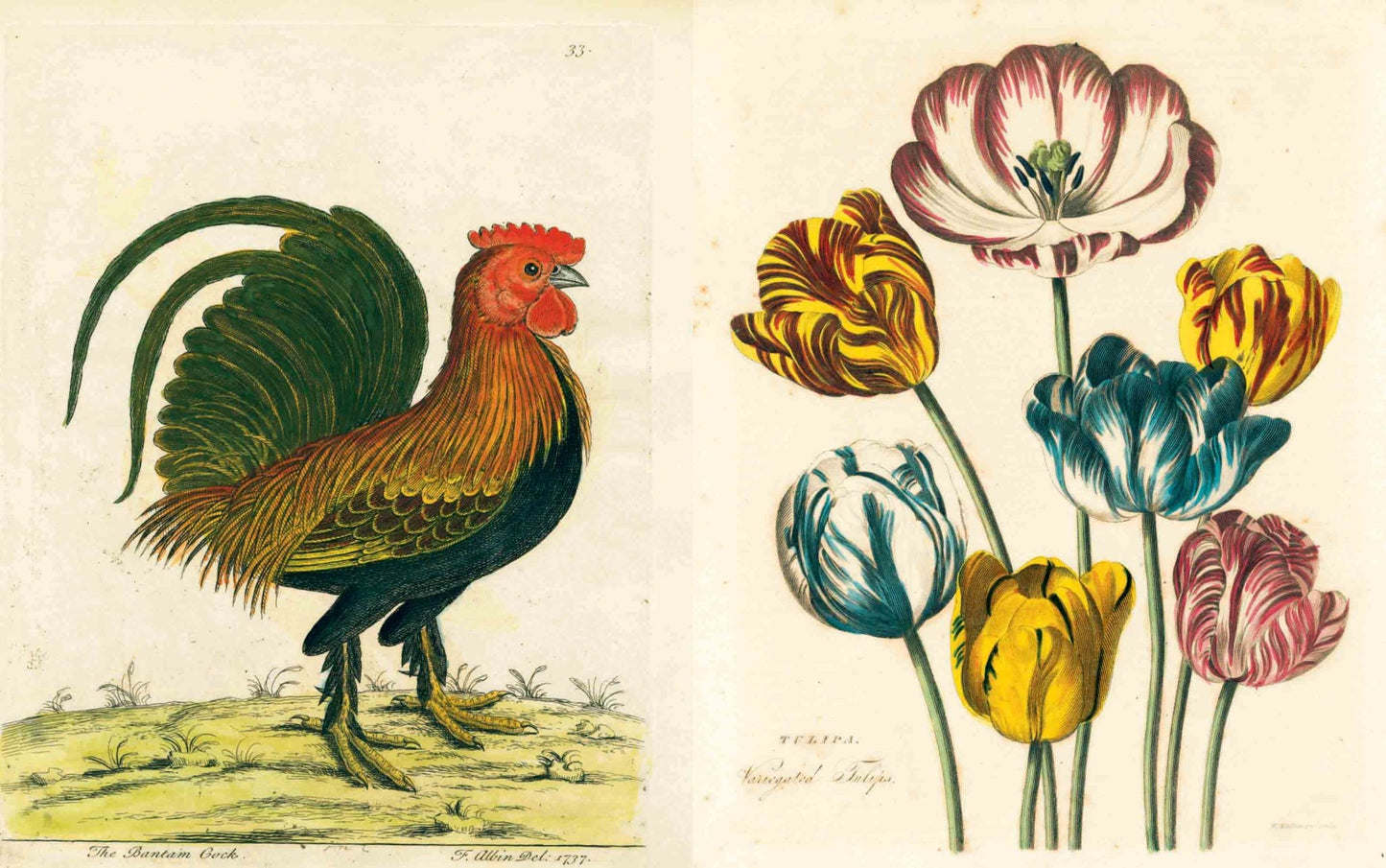 John Derian Picture Book | John Derian - Bon Ton goods