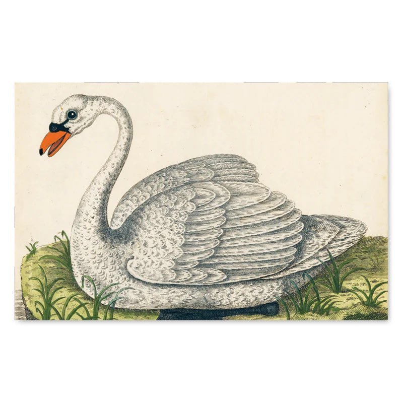 John Derian Picture Book | John Derian - Bon Ton goods