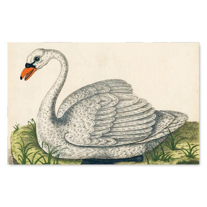 John Derian Picture Book | John Derian - Bon Ton goods