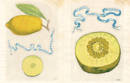 John Derian Sticker Book II | John Derian - Bon Ton goods