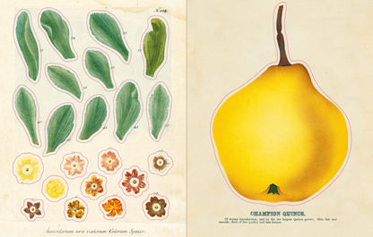 John Derian Sticker Book | John Derian - Bon Ton goods