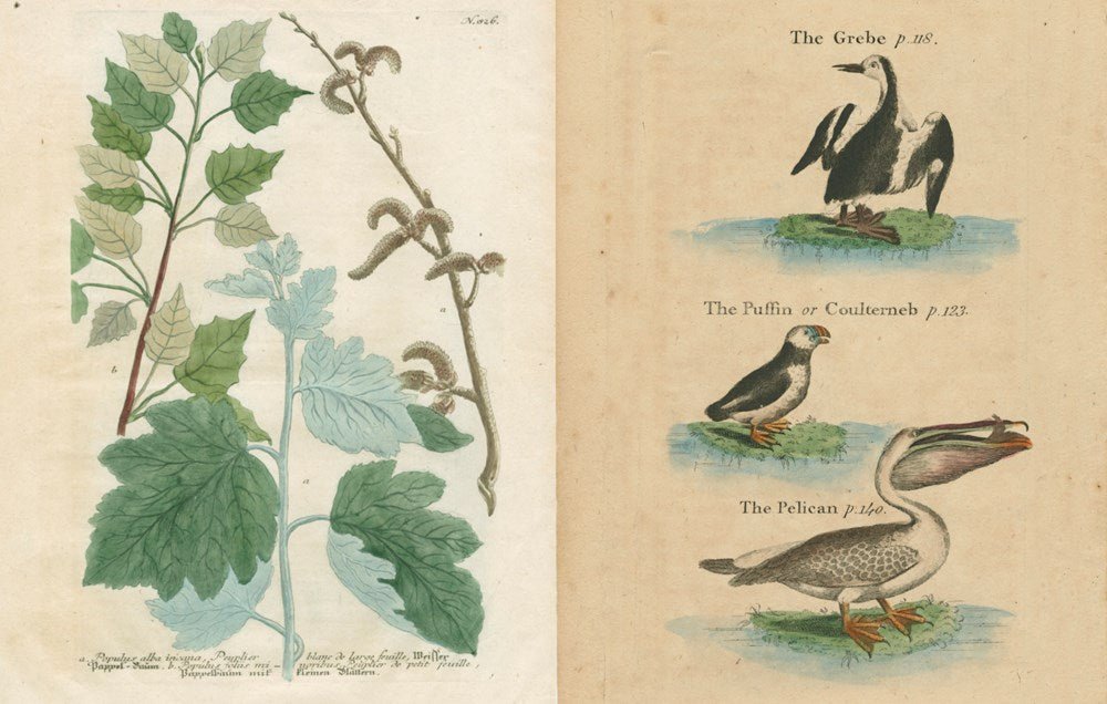 John Derian - The Picture Book Collection | John Derian - Bon Ton goods