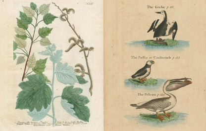 John Derian - The Picture Book Collection | John Derian - Bon Ton goods