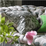 La Rose Cushion | John Derian - Bon Ton goods