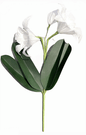 Lily - White | The Green Vase - Bon Ton goods