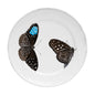 John Derian Medium Flying-Landed Butterfly Plate, set of 6 by Astier de Villatte, official product view