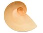 Moon Snail Bowl - Bon Ton goods