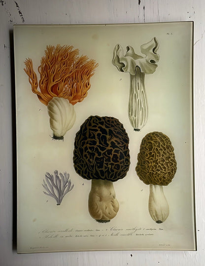 Morels - Mushrooms - Pl. 1 | John Derian - Bon Ton goods