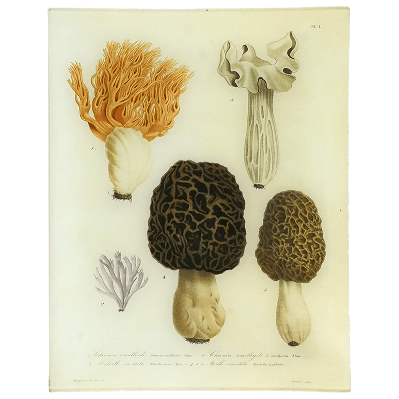 Morels - Mushrooms - Pl. 1 | John Derian - Bon Ton goods