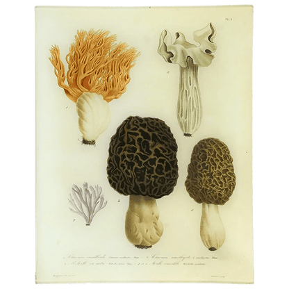 Morels - Mushrooms - Pl. 1 | John Derian - Bon Ton goods
