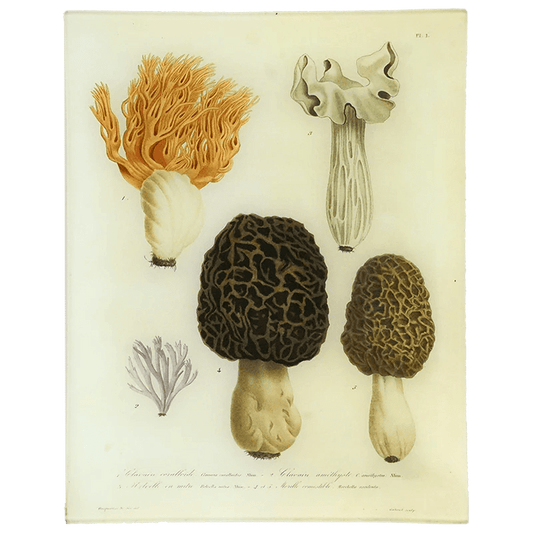Morels - Mushrooms - Pl. 1 | John Derian - Bon Ton goods