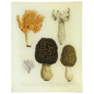 Morels - Mushrooms - Pl. 1 | John Derian - Bon Ton goods