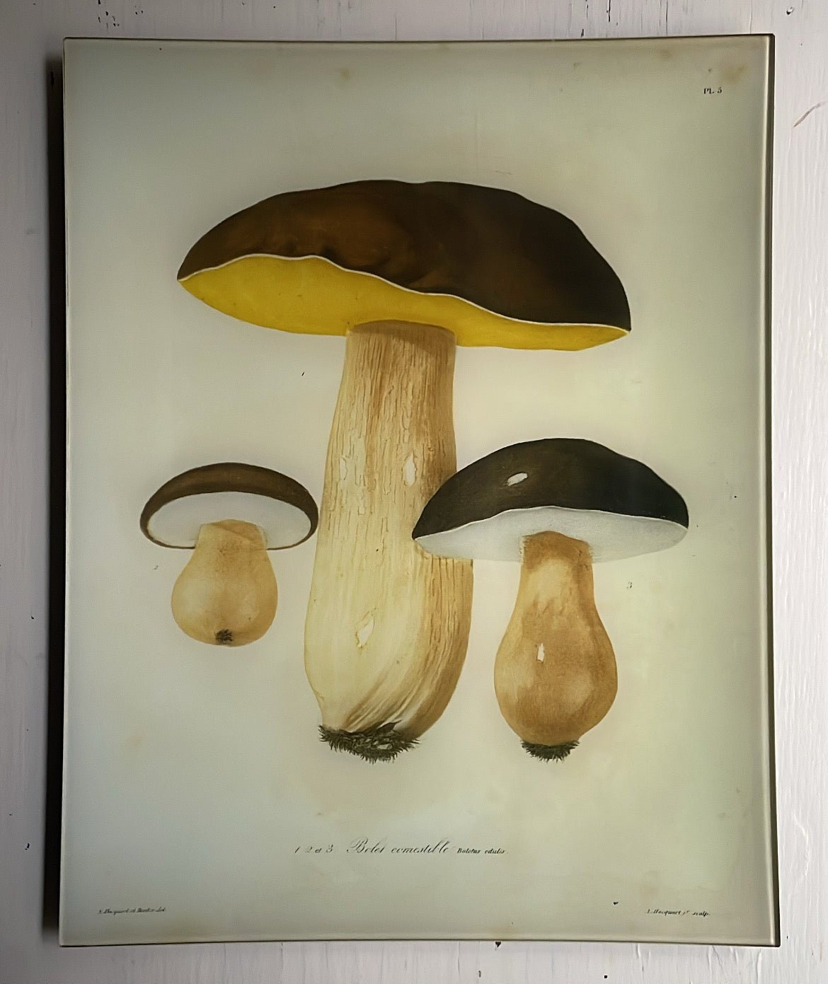 Mushrooms - Pl. 5 | John Derian - Bon Ton goods
