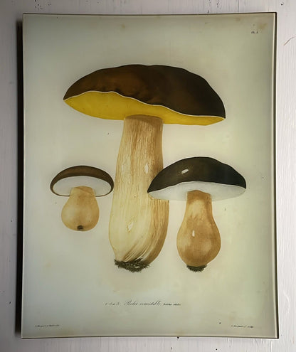 Mushrooms - Pl. 5 | John Derian - Bon Ton goods