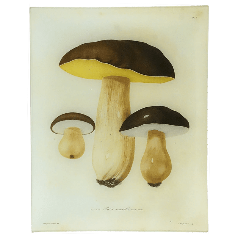 Mushrooms - Pl. 5 | John Derian - Bon Ton goods