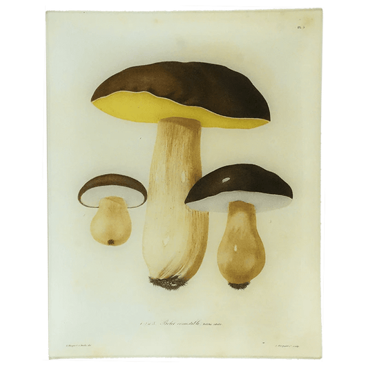 Mushrooms - Pl. 5 | John Derian - Bon Ton goods