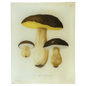 Mushrooms - Pl. 5 | John Derian - Bon Ton goods