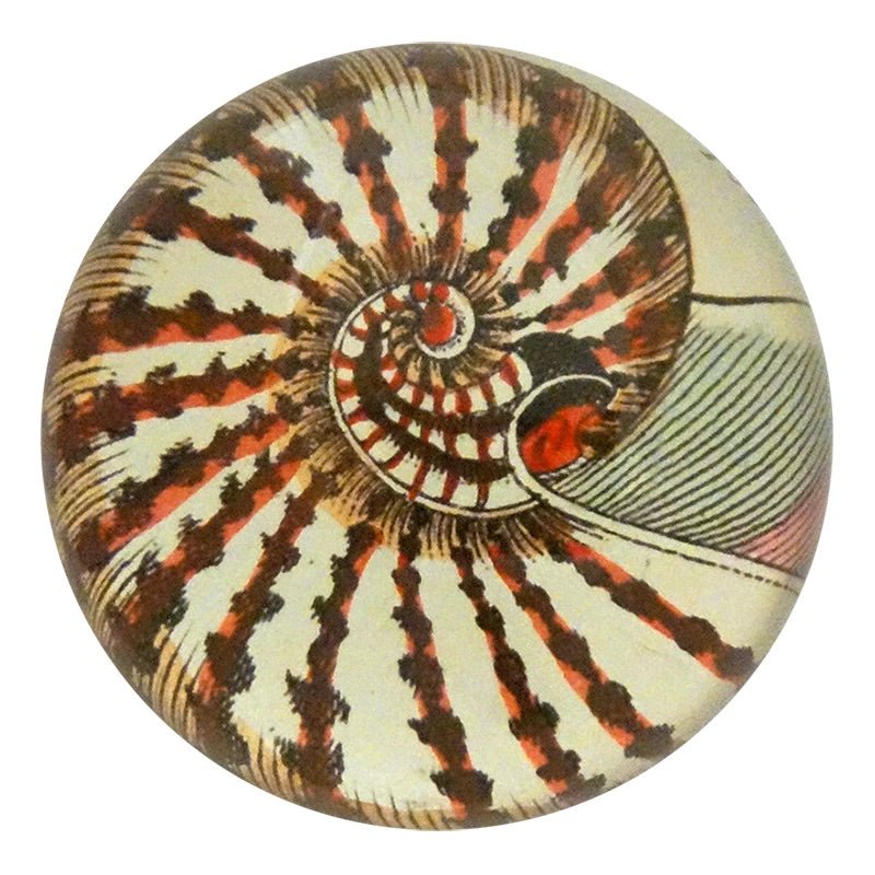Nautilus - Dome Paperweight | John Derian - Bon Ton goods
