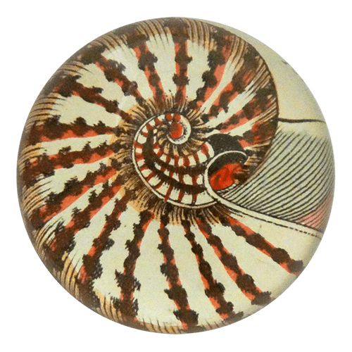 Nautilus Shell - Mirror & Button Pins | John Derian - Bon Ton goods