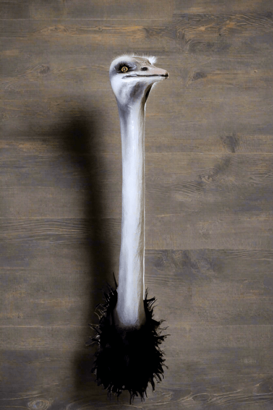 Ostrich Mount - Bon Ton goods