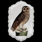 Owl Platter | Astier de Villatte: Exclusive Pre-Order Item - Bon Ton goods