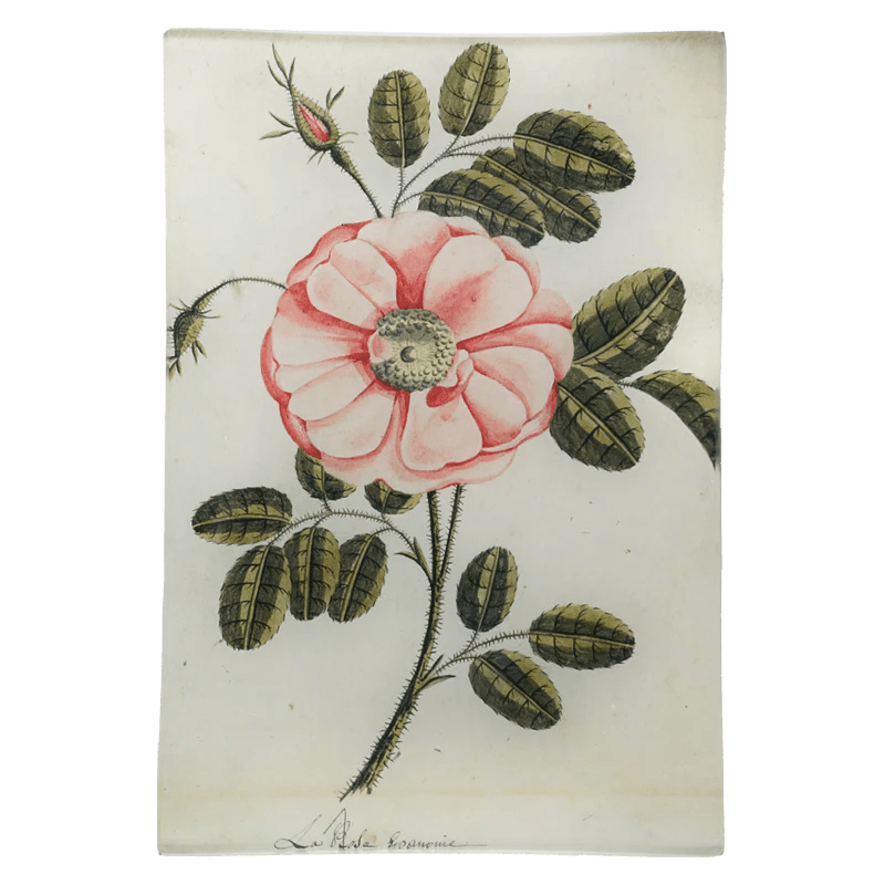 Painted Rose - La Rose | John Derian - Bon Ton goods