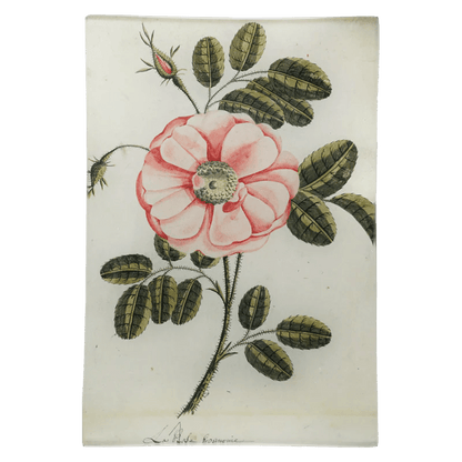 Painted Rose - La Rose | John Derian - Bon Ton goods